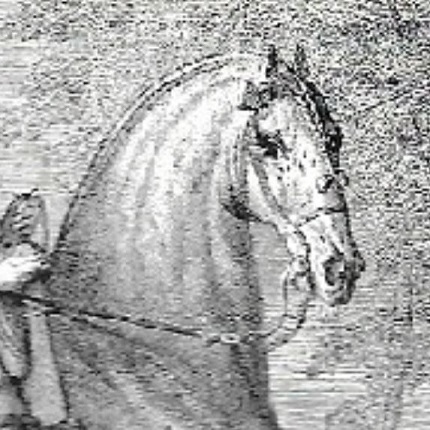 Verschnallung des Zaums